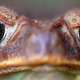 Illustration for article titled How Toad Licking Gets You High (And Then Kills You)